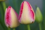 tulip;Flora;Springtime;Flowering;Gray;Pink;Blooming;buds;Spring;Petal;Petals;ste