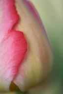 Bloom;Blooming;Blossom;Cream;Flower;Flowering;Green;Petal;Red;tulip