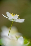 Bloom;Blossom;Blossoms;Couchville-Cedar-Glade-State-Natural-Area;Floret;Floweret