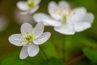 Bloom;Blossom;Blossoms;Couchville-Cedar-Glade-State-Natural-Area;Floret;Floweret