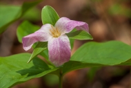 Bloom;Blossom;Blossoms;Botanical;Brown;Calm;Couchville-Cedar-Glade-State-Natural
