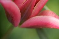 Bloom;Blossom;Blossoms;Floret;Flower;Floweret;Flowering;Flowers;Petal;Petals;Pis