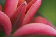 Bloom;Blooming;Blossom;Blossoms;Floret;Flower;Floweret;Flowering;Flowers;Green;P