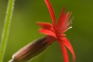 Green;Tennessee;Stamen;Blossom;Petal;Flowering;Silene-virginica;Bloom;Close-up;F