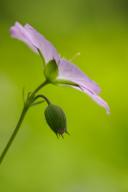 Bloom;Blossom;Blossoms;Floret;Flower;Floweret;Flowering;Flowers;Geranium-maculat