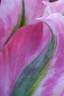 Abstract;Abstractions;Bloom;Blooming;Blossom;Flower;Flowering;Green;Magenta;Patt