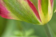 Bloom;Blooming;Blossom;Flower;Flowering;Green;Magenta;Petal;Pink;Red;tulip