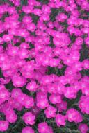 Abstract;Abstractions;Bloom;Blossom;Blossoms;Floret;Flower;Floweret;Flowering;Fl