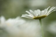 Bloom;Blossom;Blossoms;Daisies;Daisy;Floret;Flower;Floweret;Flowering;Flowers;Gr