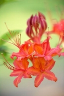 Flower;Flowering;Bloom;Flame-Azalea;botanicals;floral;Floret;buds;Floweret;Petal