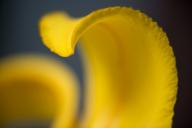 Abstract;Abstractions;Bloom;Blossom;Blossoms;Floret;Flower;Floweret;Flowering;Fl