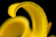 Abstract;Abstractions;Bloom;Blossom;Blossoms;Floret;Flower;Floweret;Flowering;Fl