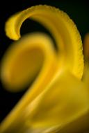 Abstract;Abstractions;Bloom;Blossom;Blossoms;Floret;Flower;Floweret;Flowering;Fl