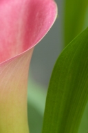 Abstract;Abstractions;Bloom;Blossom;Blossoms;Cala-Lily;Calalily;Calla-Lily;Flore