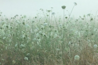 Bloom;Blossom;Blossoms;botanical;botanicals;botany;Damp;Daucus-carota;Dew;Dewy;D