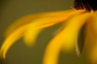 Black-eyed-Susan;Close-up;Bloom;Flowering;Green;Blossom;Flora;Floret;Floweret;Fl