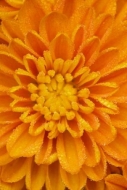 Flowers;Flowering;Orange;Petals;Blossom;Close-up;Floweret;Floret;Blossoms;Mums;P