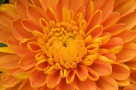 Bloom;Blossom;Blossoms;Floret;Flower;Floweret;Flowering;Flowers;Mum;Mums;Orange;