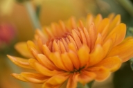 Bloom;Blossom;Blossoms;Floret;Flower;Floweret;Flowering;Flowers;Mum;Mums;Orange;