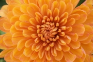 Bloom;Blossom;Blossoms;Floret;Flower;Floweret;Flowering;Flowers;Mum;Mums;Orange;