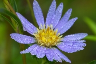 Aster;Aster-paludosus-ssp.-hemisphericus;Bloom;Blossom;Blossoms;Blue;Damp;Dew;De