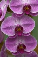 Abstract;Abstractions;Bloom;Blossom;Blossoms;Floret;Flower;Floweret;Flowering;Fl