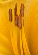 Flower;Blooming;Blossom;Bloom;Plants;Flowering;Botanical;Nature;Petal;Garden;Col