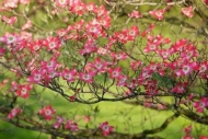 Flowering;Pink;branches;Blossoms;Flower;Petals;Blossom;Bloom;Horizontal;Petal;Sp