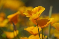 Bloom;Blossoms;botanical;herb;botanicals;Flowers;greenery;Arizona;plants;Floret;