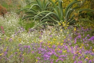 Petals;Stamen;shrub;Blossom;Flower;flora;herbage;Red;Cactus;greenery;herb;Lavend