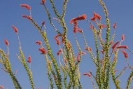 Blossom;Bloom;botanical;floral;Flowering;Ocotillo;Arizona;Flowers;Plant;Plants;F