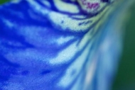 Shapes;Purple;Bloom;Blue;iris;Abstractions;Blossom;Flower;Abstract;Flowers;Petal