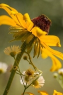 Black-eyed-Susan;Bloom;Blossom;Blossoms;Brown;Close-up;Floret;Flower;Floweret;Fl