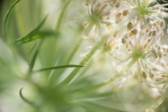 Abstract;Abstraction;Bloom;Blossom;Blossoms;Botanical;Bud;Calm;Close-up;Daucus-c