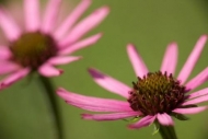 Floret;Brown;Pistil;Tennessee-Coneflower;Green;Echinacea-tennesseensis;Endangere