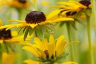 Blossoms;dewy;Stamen;droplet;Petals;Flower;Green;Brown;Floweret;Black-eyed-Susan