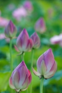 Flowers;Floweret;Blossoms;Petals;Flower;Stamen;Flowering;Water-Lotus;Petal;Pink;