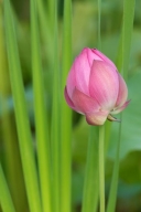 Green;Flower;Petal;Bloom;Flowers;Pink;Pistil;Stamen;Blossom;Blossoms;Floweret;Pe