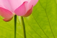 Flower;Flowering;Floweret;Pistil;Petal;Blossoms;Pink;Floret;Flowers;Bloom;Blosso