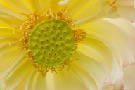 Yellow;Floret;Blossom;Petals;Bloom;Floweret;Petal;Flowering;Pistil;Stamen;Flower