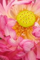 Floweret;Petals;Flowering;Flowers;Green;Pink;Blossoms;Floret;Petal;Water-Lotus;B