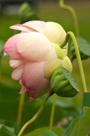 Green;Petals;Water-Lotus;Yellow;Floret;Flowering;Blossom;Pink;Pistil;Petal;Flowe