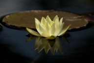 Floweret;Water-Lily;Petals;Lily-Pads;Petal;Blossom;Flower;Flowers;Pistil;Blossom