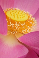 Flowers;Pink;Water-Lotus;Floret;Magenta;Flowering;Flower;Petal;Blossom;Yellow;Fl