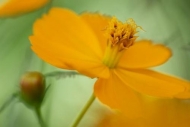 Floweret;Pistil;Stamen;Flower;Gold;close-up;Flowering;Floret;Blossom;Orange;Gree