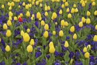 Blossom;Flowering;Patterns;Purple;Abstract;Centennial-Park;tulips;Flowers;Green;