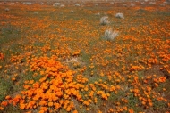 Antelope-Valley;Bloom;Blooming;Blossom;Blossoms;California;California-Poppies;Ca