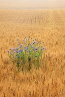 Agricultural;Agriculture;Bachelor-Button;Blossom;Blossoms;Blue;Blues;Brown;Calm;