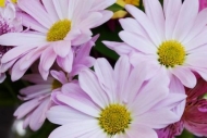 Green;Daisy;Botanicals;Petal;Flowers;Petals;Pink;Yellow;Flowering;Daisies;Horizo