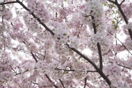 branch;Spring;Blossom;Flower;White;Bloom;Cherry-Blossom;Tree;Petals;Brown;Spring